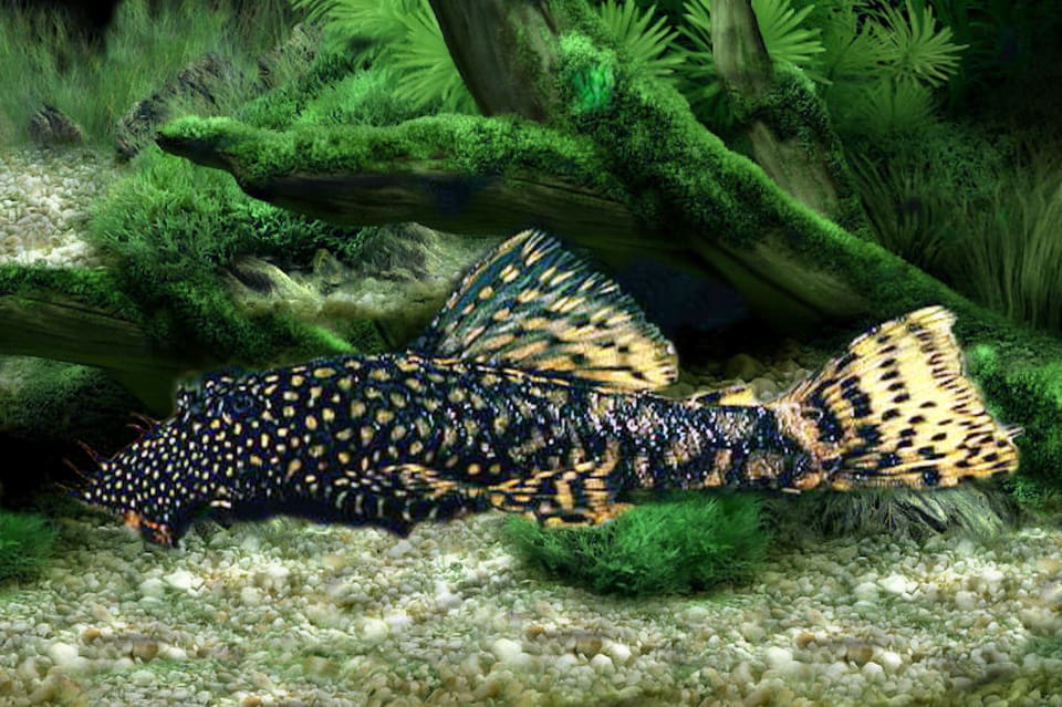 Cascudo Ancistrus cirrhosus sobre o substrato