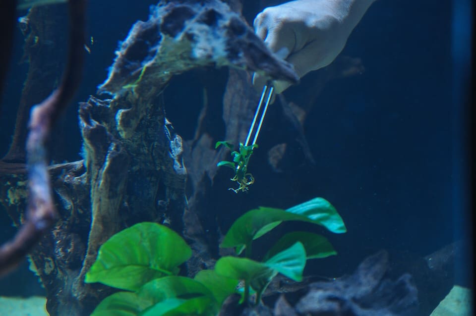 Anubias barteri sendo fixada em hardscape
