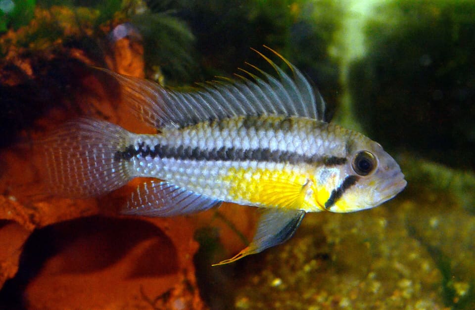 Apistogramma cacatuoides em aquário
