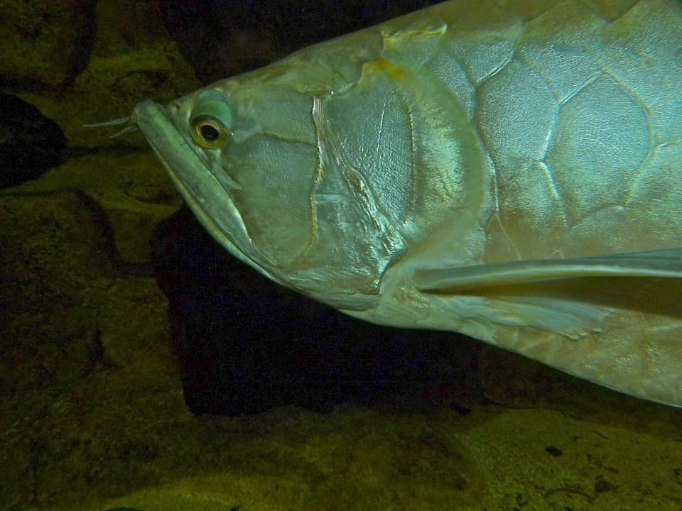 Aruanã prateada, Osteoglossum bicirrhosum