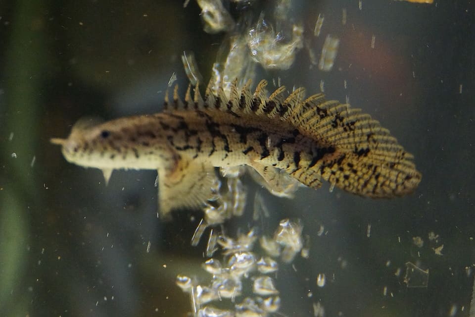 Bichir Endlicheri, Polypterus endlicheri