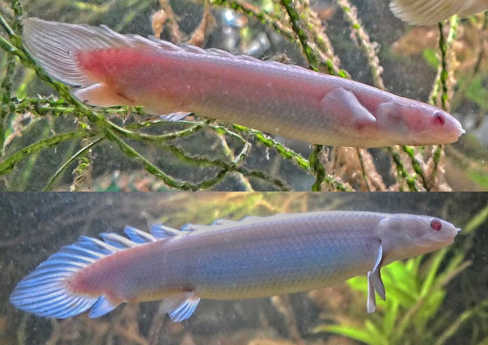 Bichir Senegalus albino em aquário