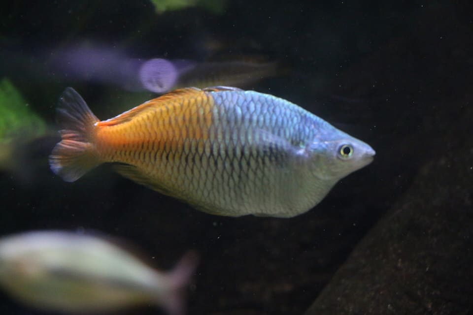 Arco-íris Boesemani em aquário