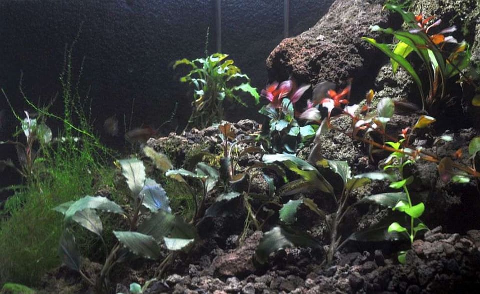 Bucephalandra em aquário plantado