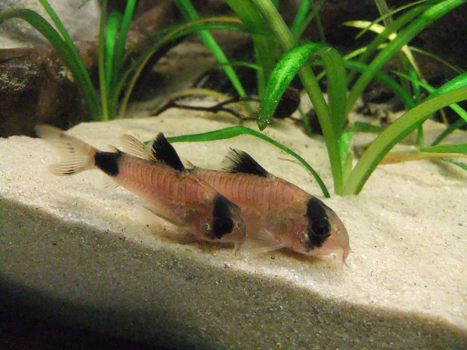 Duas corydoras panda em aquário