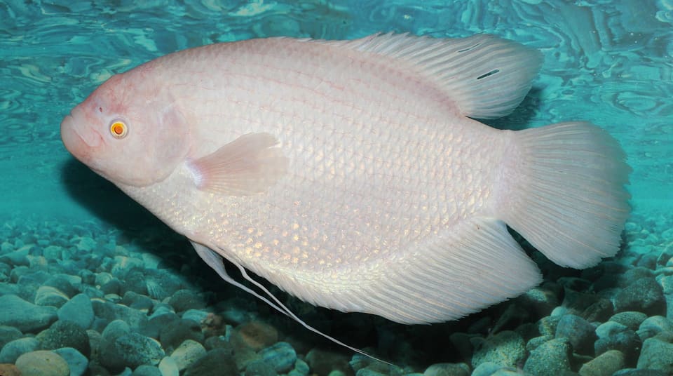 Gourami gigante albino em aquário