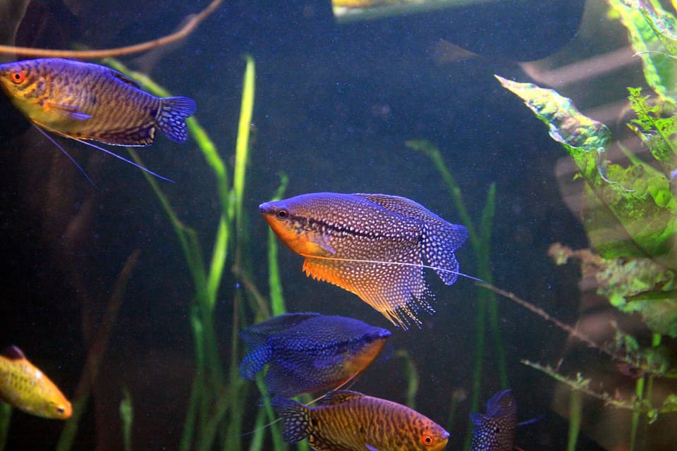 Gourami pérola, Trichopodus leerii