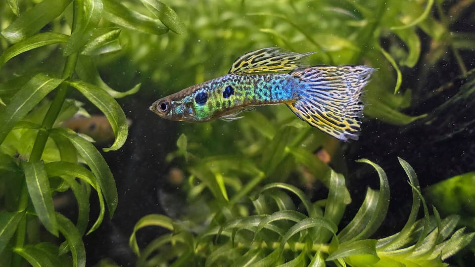 Guppy macho da variedade cobra-green