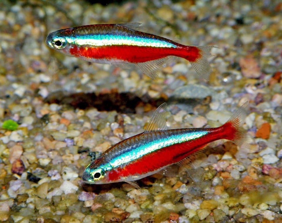 Neon cardinal, Paracheirodon axelrodi, em aquário
