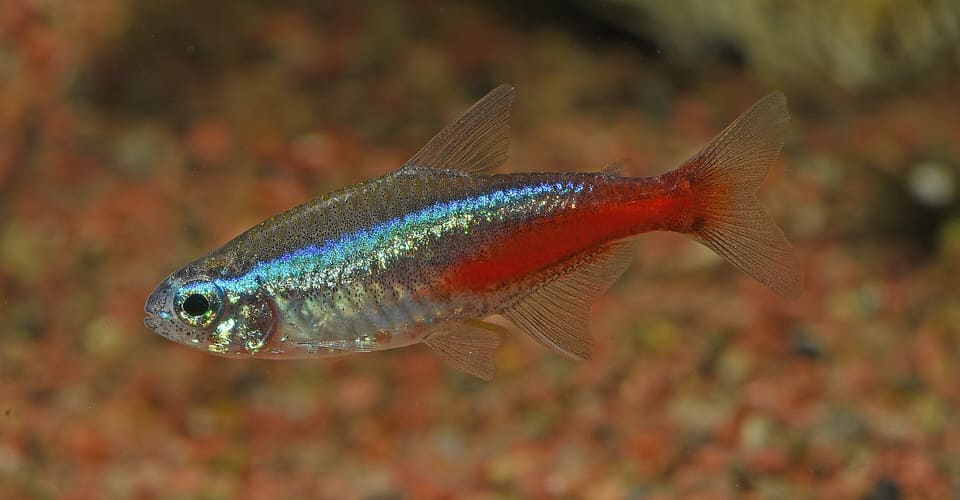 Neon tetra, Paracheirodon innesi, em aquário
