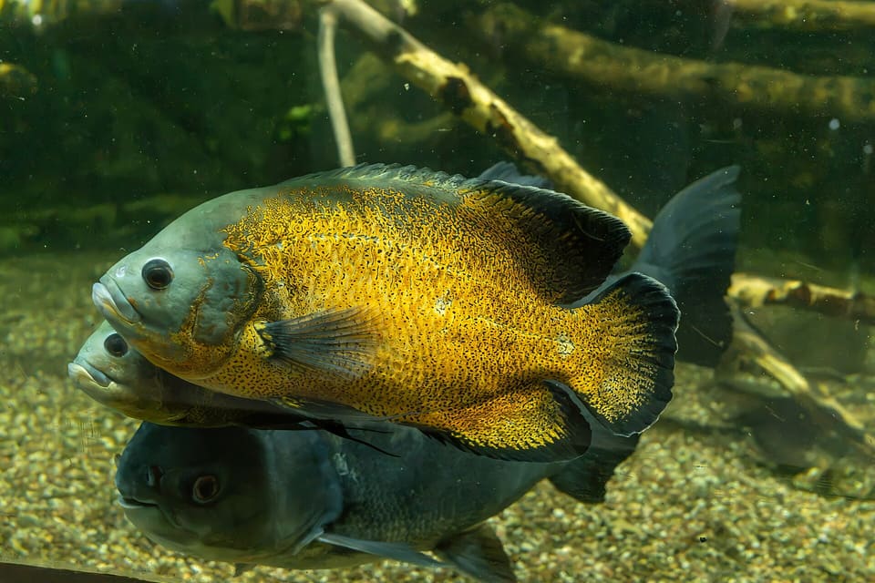 Oscar, Astronotus ocellatus, em aquário
