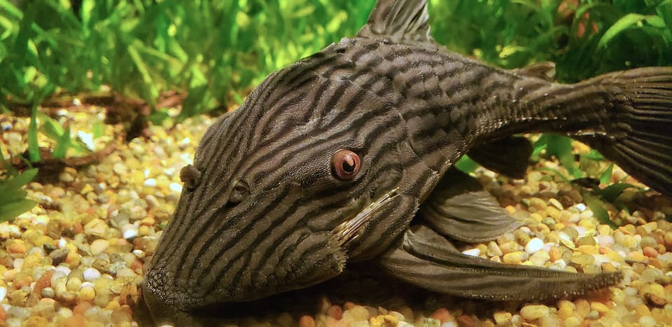Panaque real, Panaque nigrolineatus
