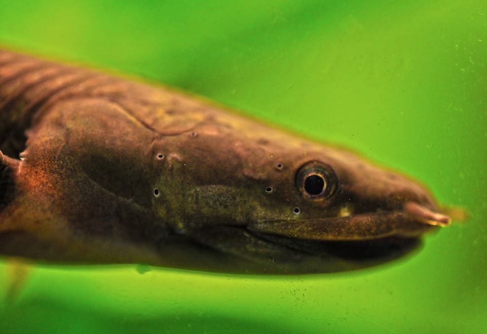 Peixe-corda, Erpetoichthys calabaricus