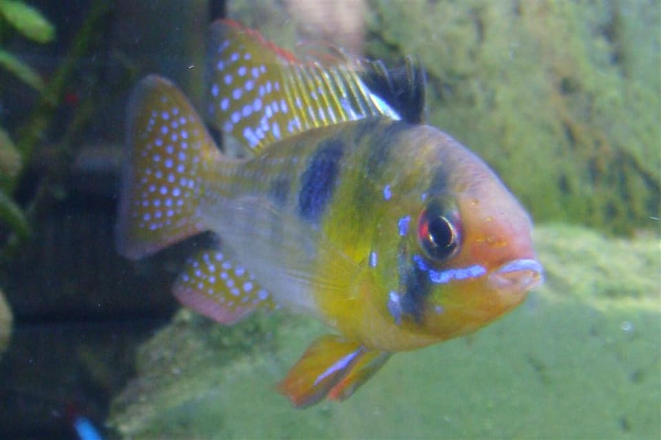 Ramirezi, Mikrogeophagus ramirezi, em aquário