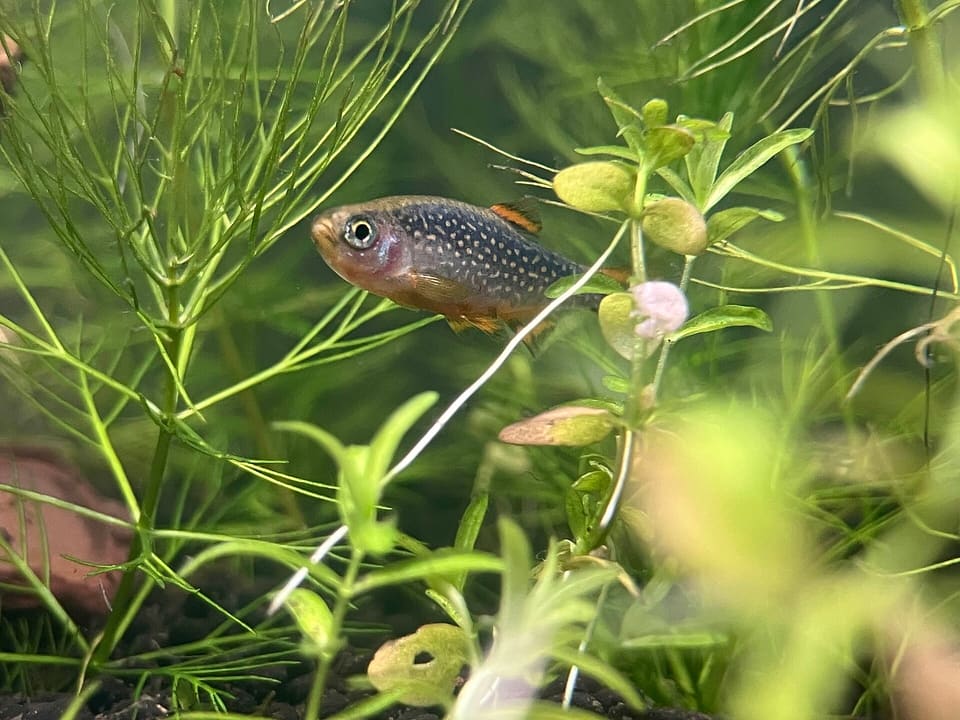 Rasbora Galaxy, Danio margaritatus, em aquário
