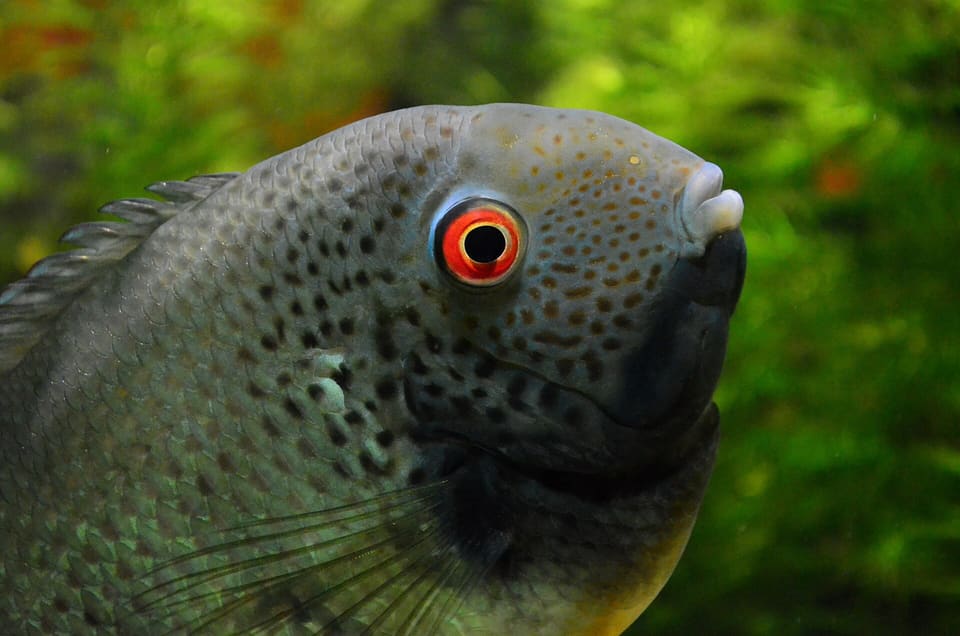Severum verde, Heros efasciatus, em aquário