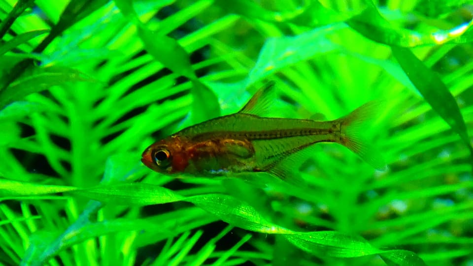 Tetra foguinho, Hyphessobrycon amandae, em aquário