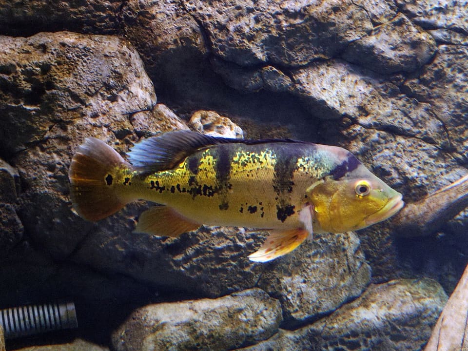 Tucunaré amarelo, Cichla kelberi