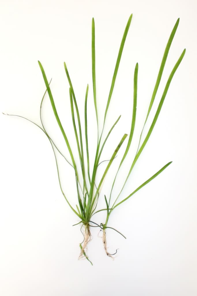 Vallisneria spiralis adulta