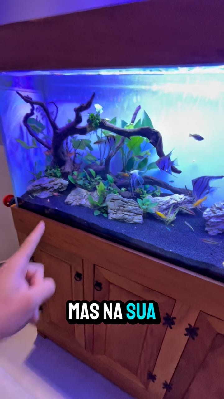Aquário plantado com acarás-bandeira na loja Dakota Fish