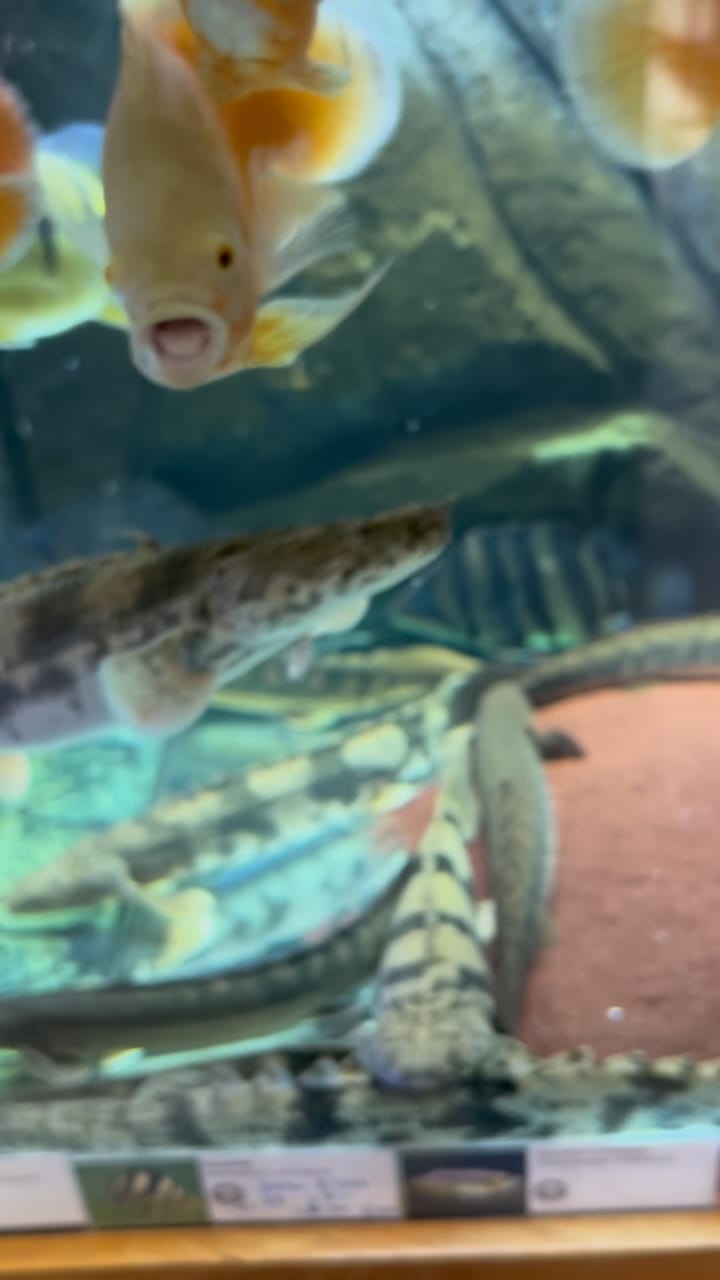 Aquário da loja com oscars albinos e bichirs