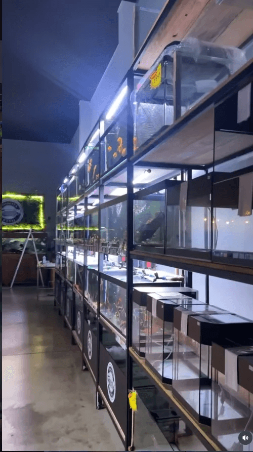 Corredor da Dakota Fish com diversas baterias de aquários